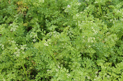 Dune Plants Apium Prostratum (Native Celery)