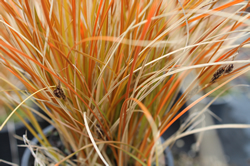 Dune Plants Carex Testacea (Speckled Sedge)