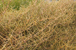 Dune Plants Coprosma Acerosa (Sand Coprosma)