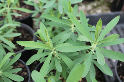 Dune Plants Euphorbia Glauca (Shore Spurge)