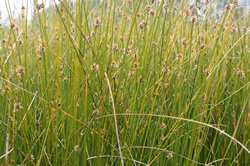 Dune Plants Ficinia Nodosa (Wiwi, Knobby Club Rush)