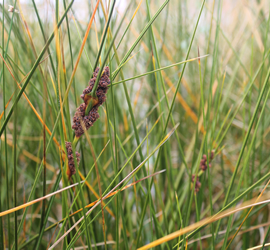 Dune Plants Coastlands Nursery