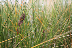 Dune Plants Ficinia Spiralis (Pingao)