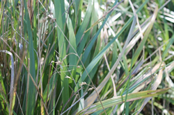 Heirochloe Redolens (Scented Holy Grass)