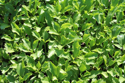 Dune Plants Lepidium Olearacerum (Cooks Scurvy Grass)