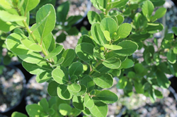 Dune Plants Melicytus Novae Zealandiae (Coastal Mahoe)