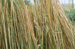 Dune Plants Poa Billardierei (syn Austrofestuca Littoralis) - Hinarepe or Sand Tussock